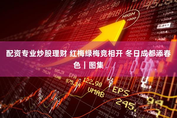配资专业炒股理财 红梅绿梅竞相开 冬日成都添春色｜图集
